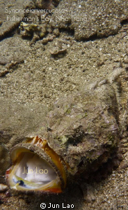 Stonefish yawn... just like a frogfish by Jun Lao 